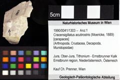 Foto (Objket + Etiketten) von Cracensigillatus acutirostris (Moericke, 1889) 